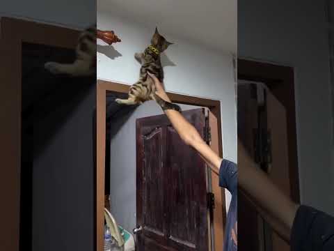 Eve giren kertenkele’yi kedi yakaladı… #cat #shorts #keşfet