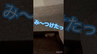 ソファ〜に入ってしまった🐹#ハムスター #follow #kawaii #癒し #キンクマ #可愛い #かわいい #pets #かわいい #animals #japan