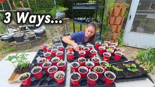 3 Ways I’m Growing Peppers This Year (Which Works Best?)