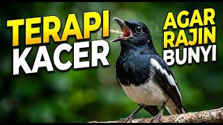 Download lagu TERAPI KACER AGAR RAJIN BUNYI - Pancingan Masteran Biar Cepat Gacor & Ngeplong mp3