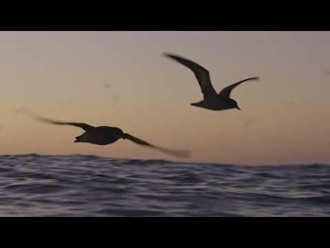 The Shearwater Great Migration