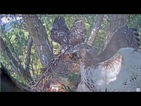 Angel Leucistic Red Tailed Hawk ~ Deyani Unzips & Self Feeds On A Whole Chipmunk! 6.14.23