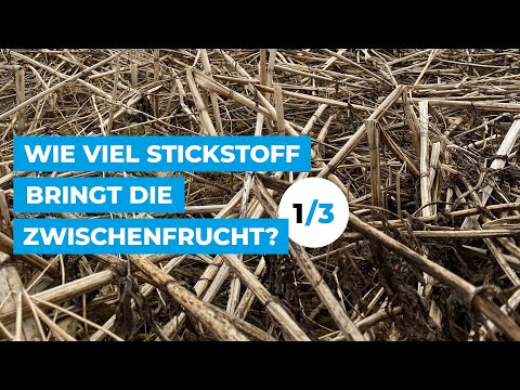 Wie viel Stickstoff bringt die Zwischenfrucht? (Teil 1/3)