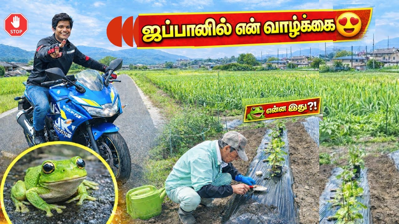 🐸Unexpected காட்சி!ஜப்பான் வாழ்க்கை😍வயலுக்கு Bike பயணம்!
