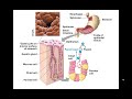 Chapter 41 Animal Nutrition