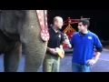 Asia The Elephant At Colonial Life Arena