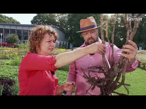 Wie Strauch- und Stauden-Pfingstrosen eingepflanzt werden | MDR