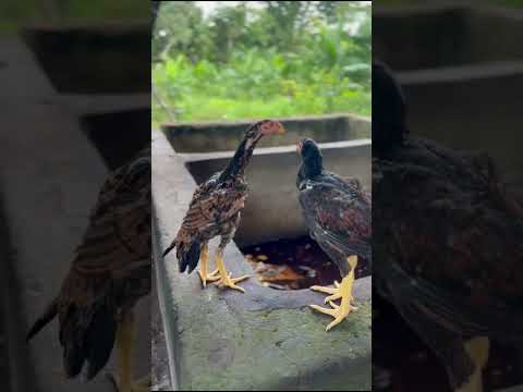 25 de janeiro de 2026