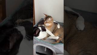 ちょっと気まずい感じを出す猫 #shorts