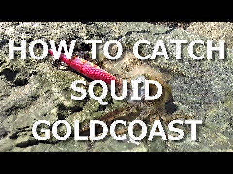 download lagu mp3 mp4 Squid Fishing Gold Coast Broadwater, download lagu Squid Fishing Gold Coast Broadwater gratis, unduh video klip Squid Fishing Gold Coast Broadwater