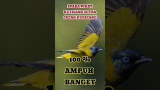 Download lagu SUARA PIKAT BURUNG KUTILANG SUTRA, CUCAK KURICANG, BURUNG PERANG GACOR mp3