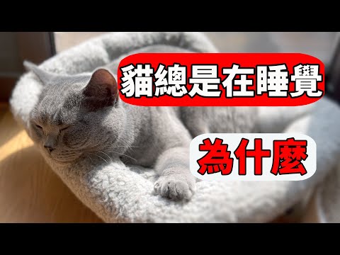 貓睡眠時間