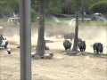Rhino Stampede