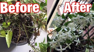 How To Care For Bridal Bouquet Plant