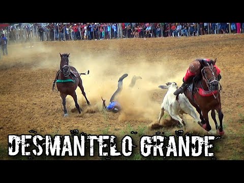 VAQUEIROS DA BAHIA Vieram foi com vontade#romariofeitosa  