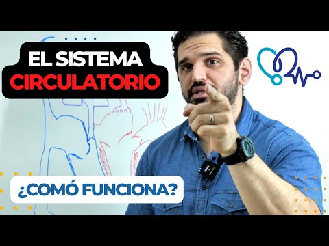 EL SISTEMA CIRCULATORIO: ¿Cómo funciona ? Fisiología 💯