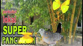 Download lagu PERKUTUT LOKAL SUARA PIKAT (1 JAM FULL) TERAMPUH DAN TERPOPULER mp3 Download lagu PERKUTUT LOKAL SUARA PIKAT (1 JAM FULL) TERAMPUH DAN TERPOPULER mp3