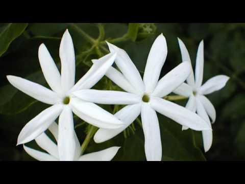 Τα γιασεμάκια σου - Γιάννης Κατέβας