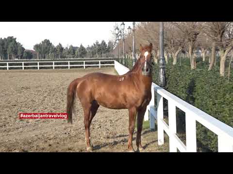 , title : 'Qarabağ atı | Karabakh horse | Azerbaijan Baku | January 2022'