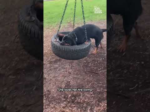 Mon chien n'arrête pas de jouer avec cette balançoire en pneu ! 🤣