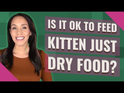 Is it OK to feed kitten just dry food?