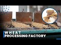 Wheat Flour Mill Plant How Wheat Is Process Inside The Factory Wheat Processing Line