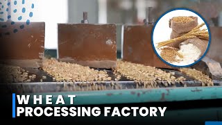 Wheat Flour Mill Plant | How Wheat is Process Inside the Factory | Wheat Processing Line