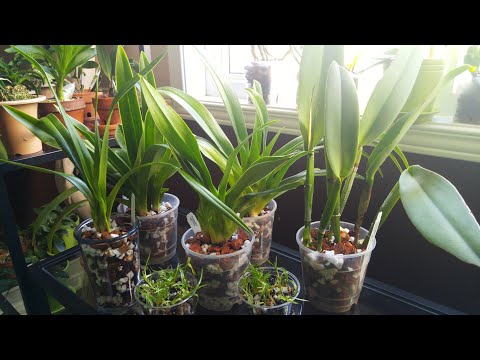 Orchid haul from Ecuagenera - mostly phragmipedium orchids and a flask too...