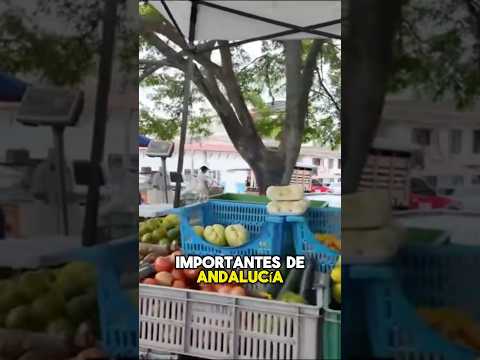 Explorando Andalucía Valle, Colombia. 🇨🇴