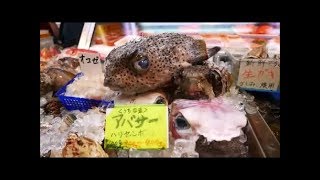 Japanisches Straßenessen – Stachelschweinfisch Zubereitung / Sashimi aus Japan - Porcupine fish