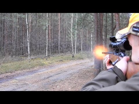 Driven hunt Poland January 2018 memorable video