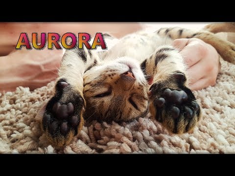 Meet Aurora the savannah