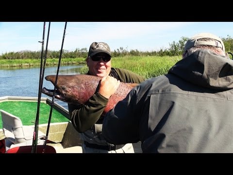 Trophy King Salmon Caught in Alaska!!