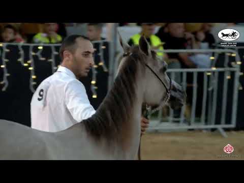 ISRAEL AHS 2022   GALILEE SHOW   CLASS 3C