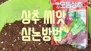 상추 씨앗 파종하기