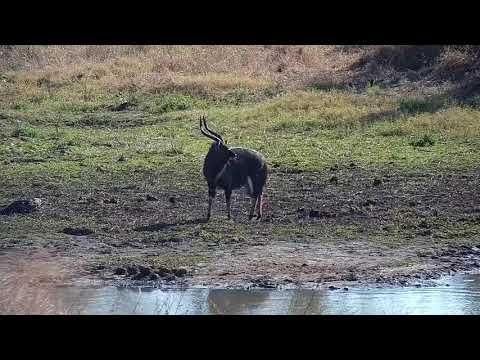Djuma: Nyalas - 09:43 - 06/28/21
