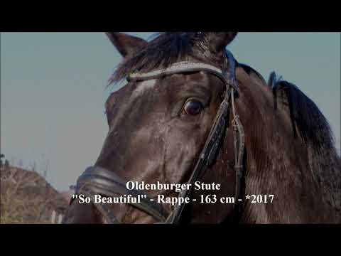 Oldenburger Stute "So Beautiful" Sezuan - Dimaggio - Royal Diamond