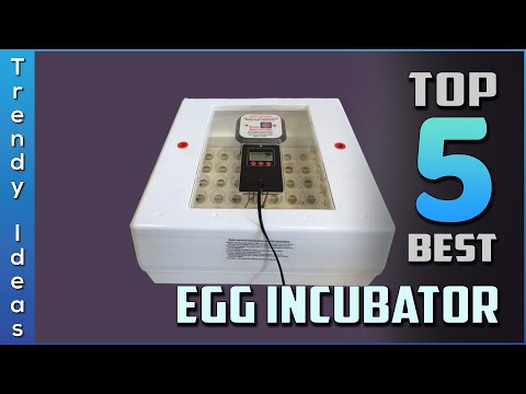 , title : 'Top 5 Best Egg Incubators Review in 2022'