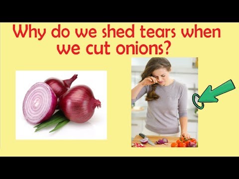 Why do we shed tears when we cut onions? GK Questions with answers 