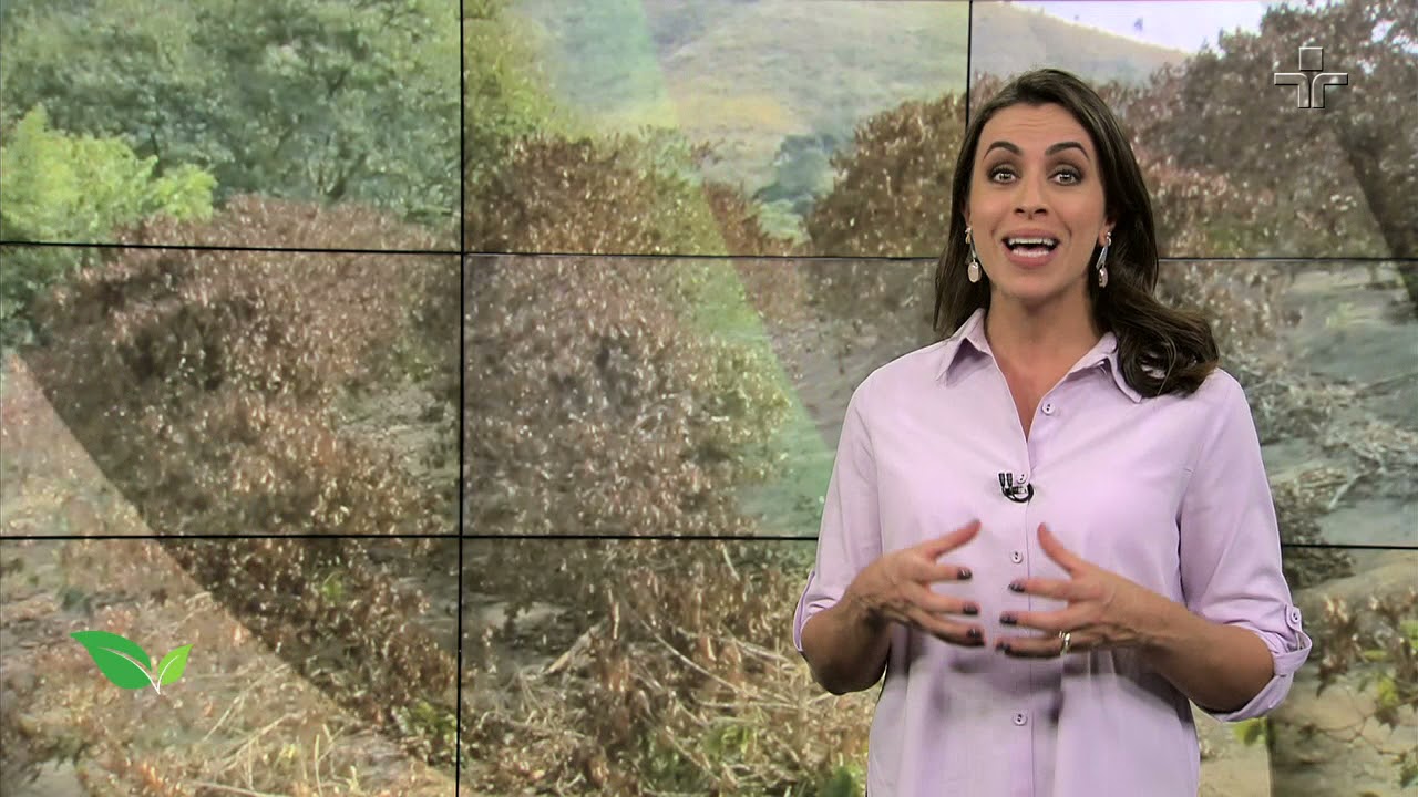 Conheça as trufas, espécie de cogumelos que nascem embaixo das árvores | AgroCultura