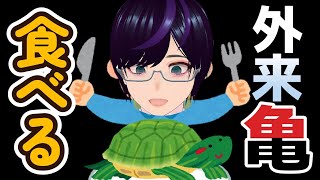 【野食】ミドリガメを食べて駆除。こんがり丸焼き【条件付特定外来生物】