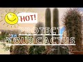 How I Provide Sun Protection for my Cactus | Protect your Cactus from Sun Damage
