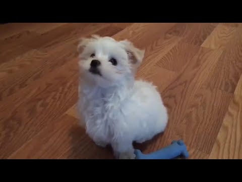 3 month old Maltese puppy | Teaching Ryder to sit