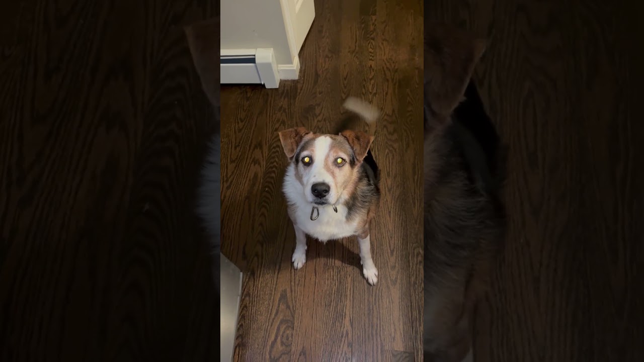 Derry, a Adoptable mixed breed in New York, NY video 6/6