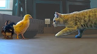 Chicks meeting our Cats (For Kids)