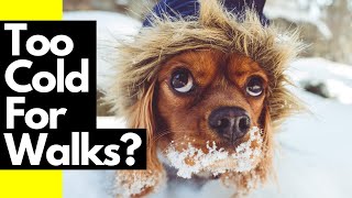 6 Ways to Entertain Your Dog Indoors When the Weather Sucks