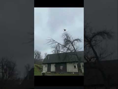 Курица кричит на дереве #мемас #мем #memes