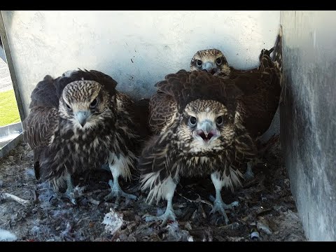 Saker Falcon Falco cherrug in the area of Budapest