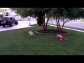Spider Walk