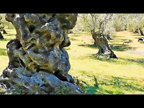 The Very old Olive Trees of Lesvos island in Greece - Episode 4